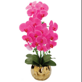 Pink Orchid Plant